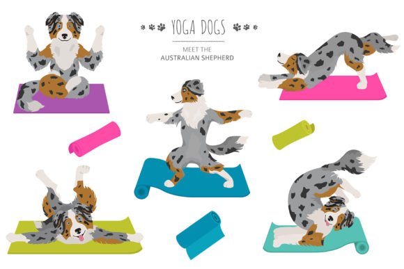 Australian Shepherd Yoga