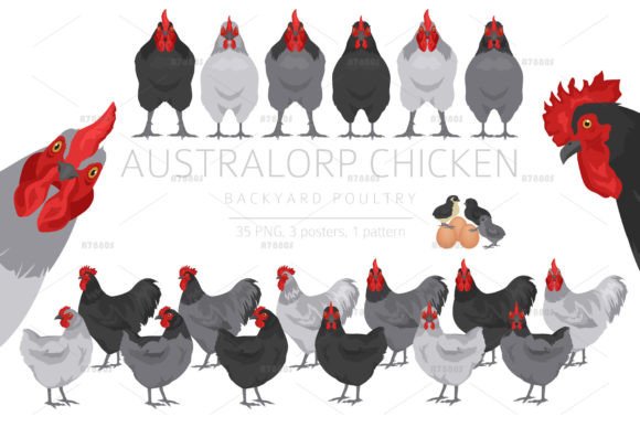 Australorp Chicken Breed Clipart