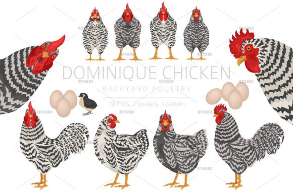 Dominique Chicken Breed Clip Art: A Versatile Design Resource for Creative Projects