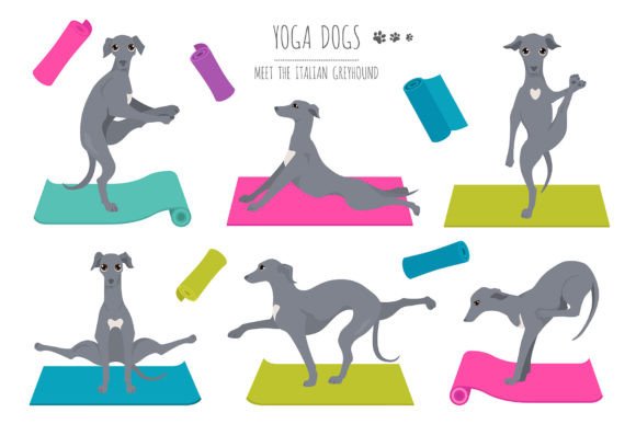 Italian Greyhoud Yoga: A Unique Blend of Canine Charm and Mindful Practice