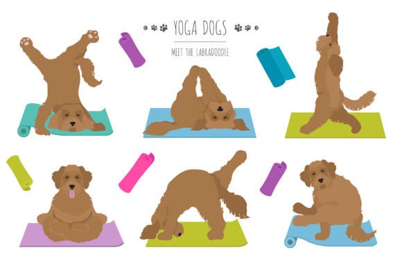 Labradoodle Yoga for Creative Designers