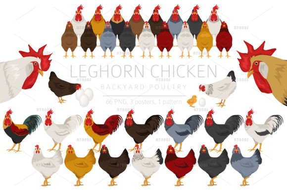Leghorn Chicken Breed Clip Art: A Versatile Resource for Creative Projects