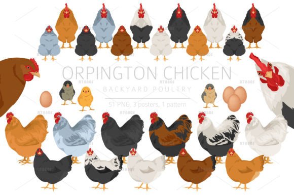 Orpington Chicken Breed Clip Art