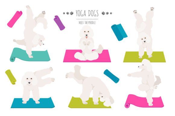 Poodle Yoga: A Playful Fusion of Canine Joy and Mindful Practice