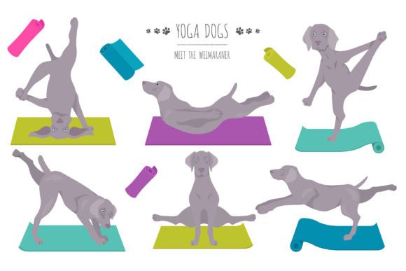 Weimaraner Yoga: A Unique Blend of Canine Charm and Mindful Practice